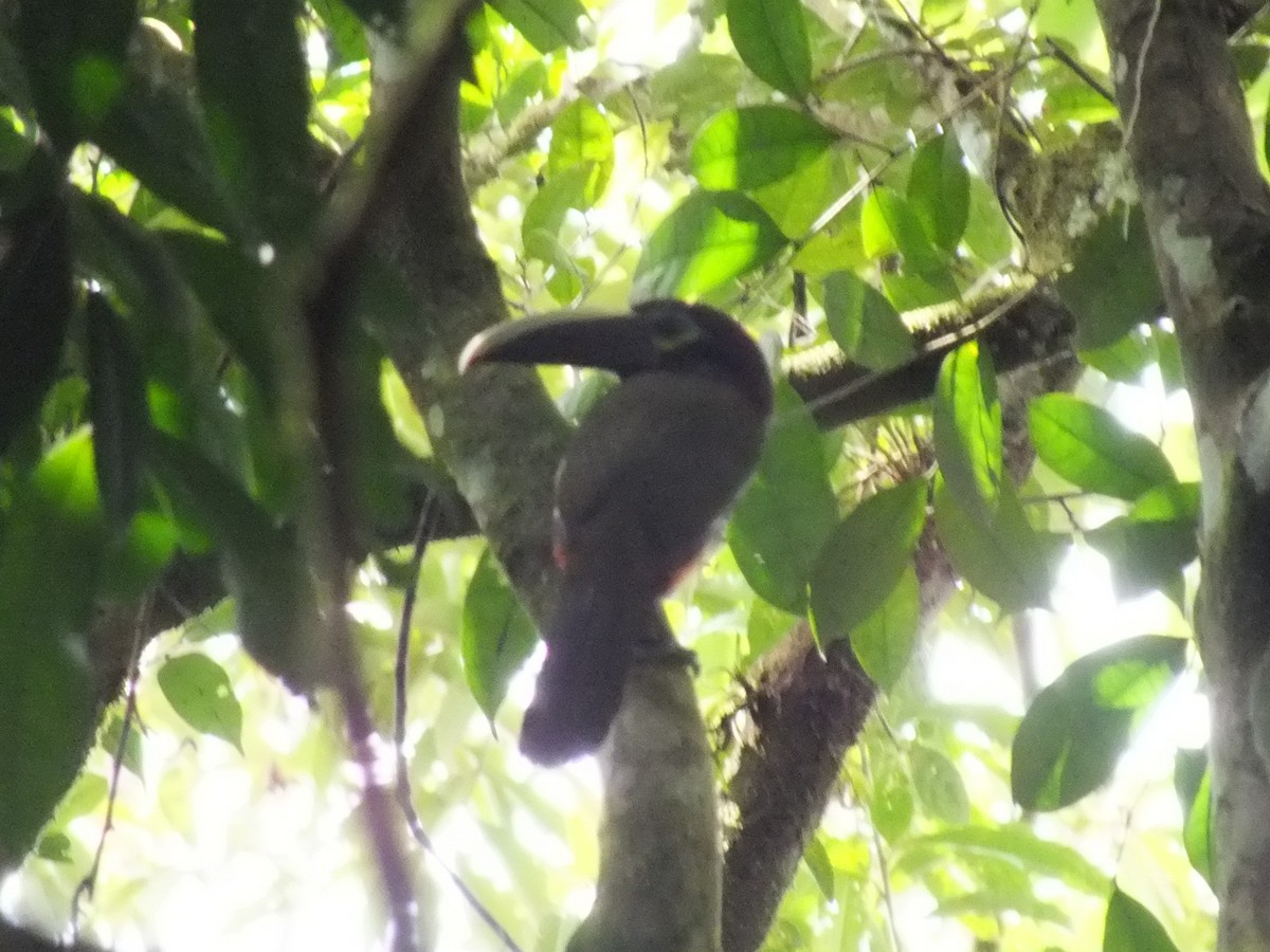 Yellow-eared Toucanet - ML642850017