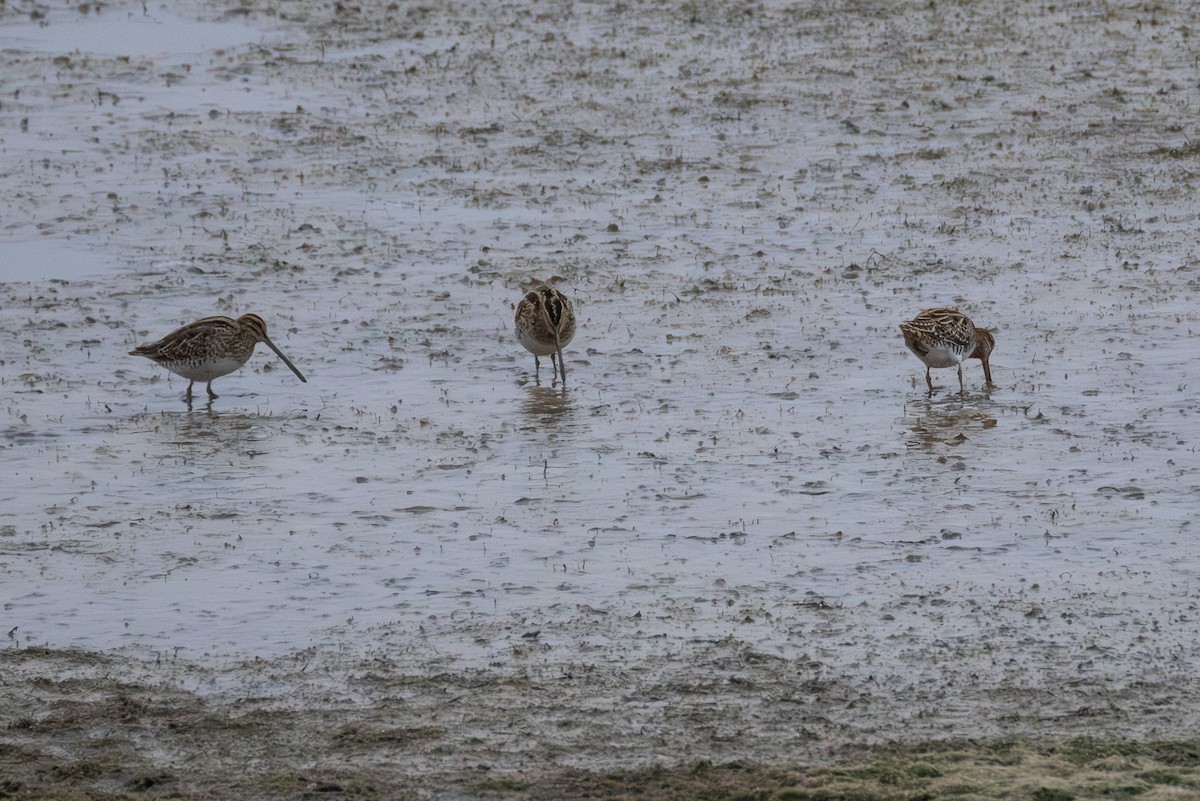 Common Snipe - ML642850045