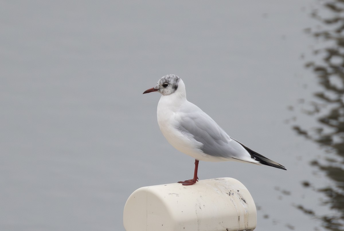 Black-headed Gull - ML642850047