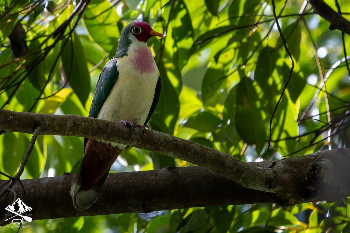 Jambu Fruit-Dove - ML642850048