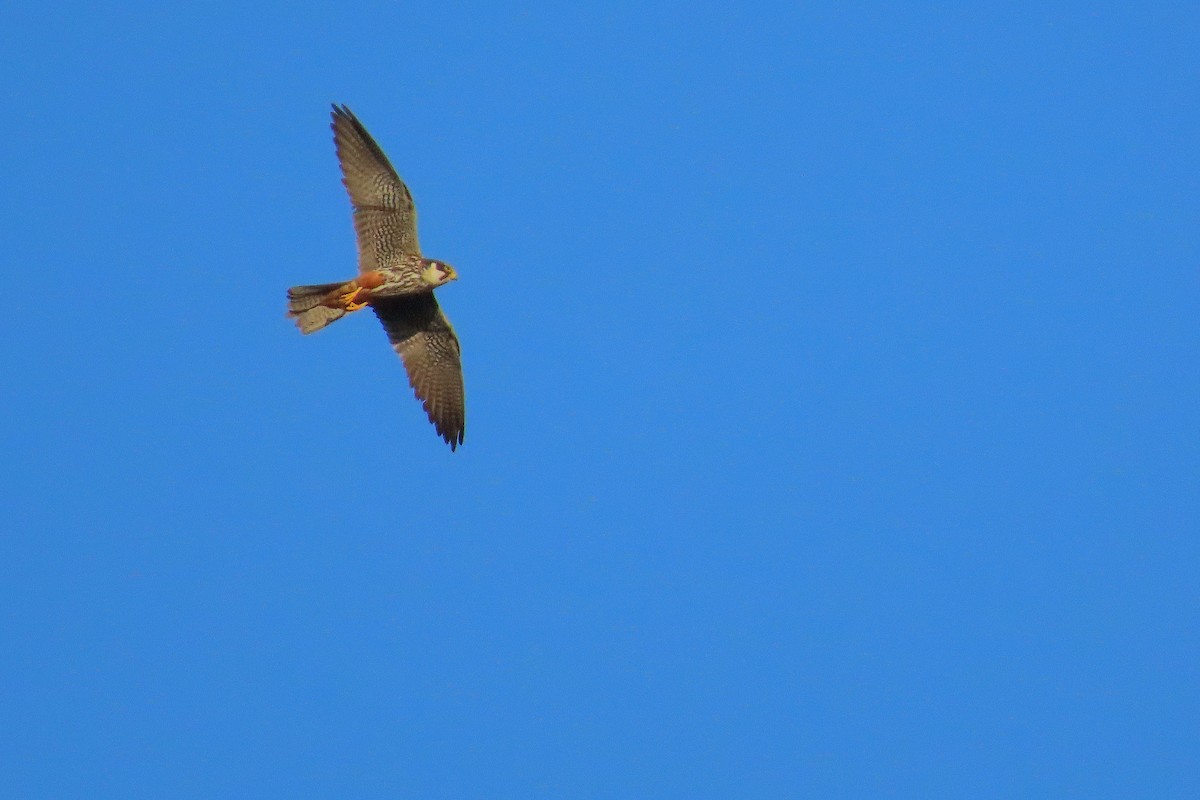Eurasian Hobby - ML642850049