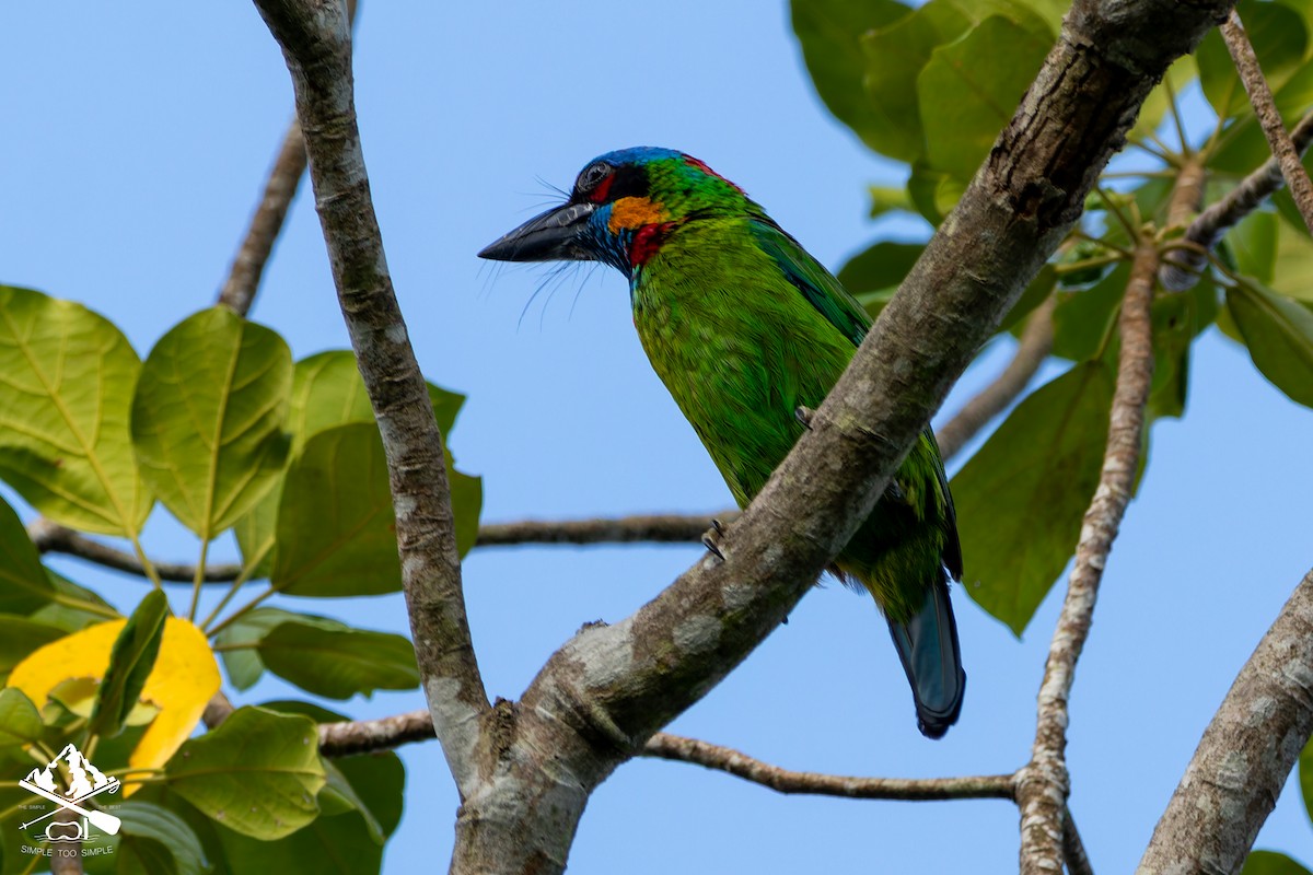 Red-crowned Barbet - ML642850050