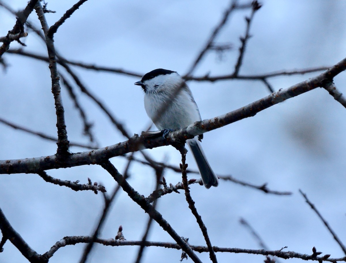 Marsh Tit - ML642850051