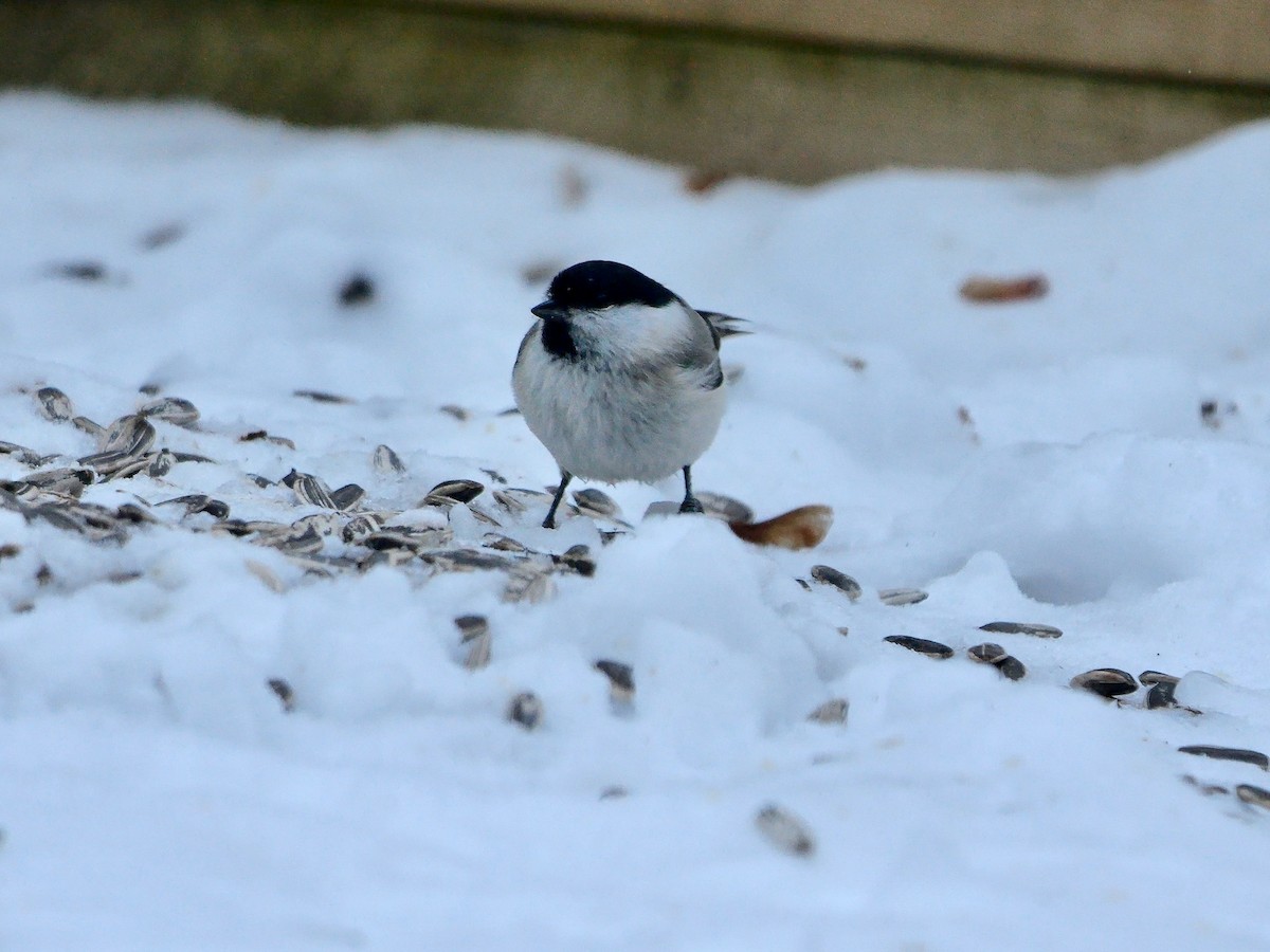 Marsh Tit - ML642850052