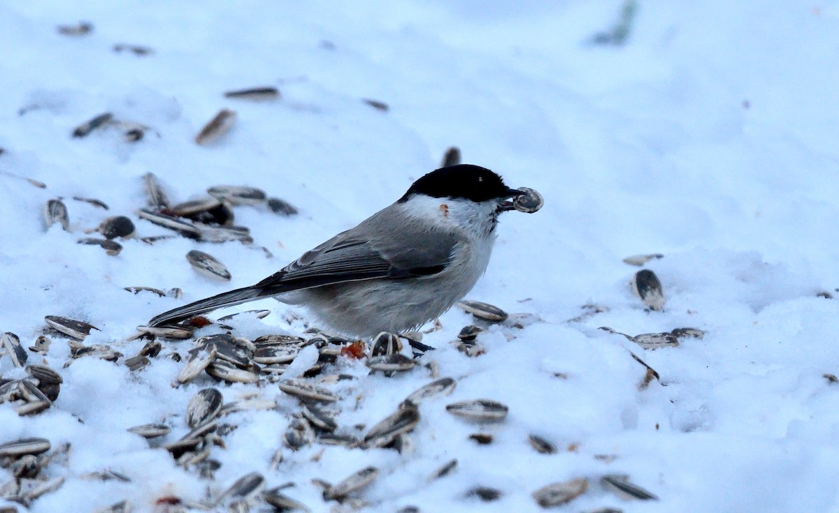 Marsh Tit - ML642850053