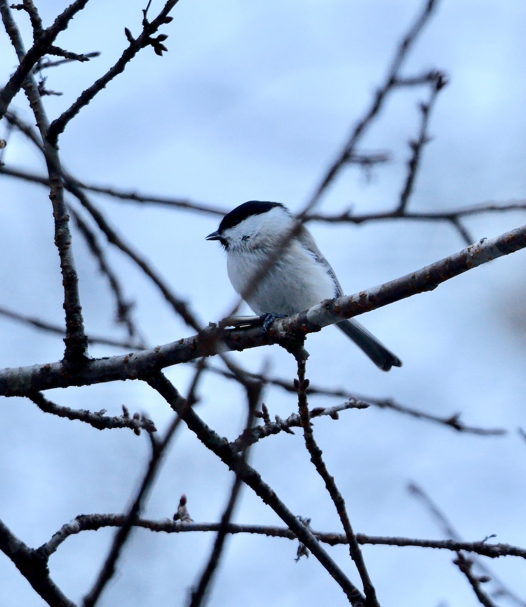 Marsh Tit - ML642850054