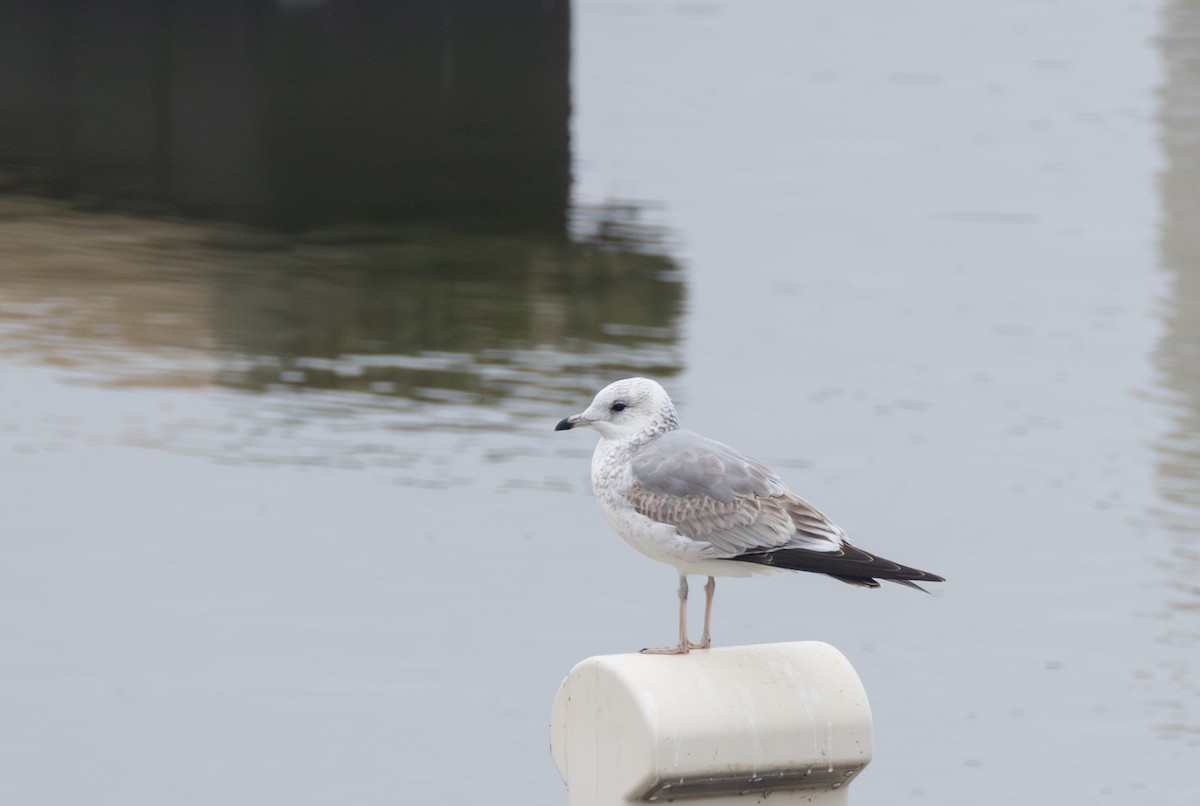 Common Gull - ML642850055