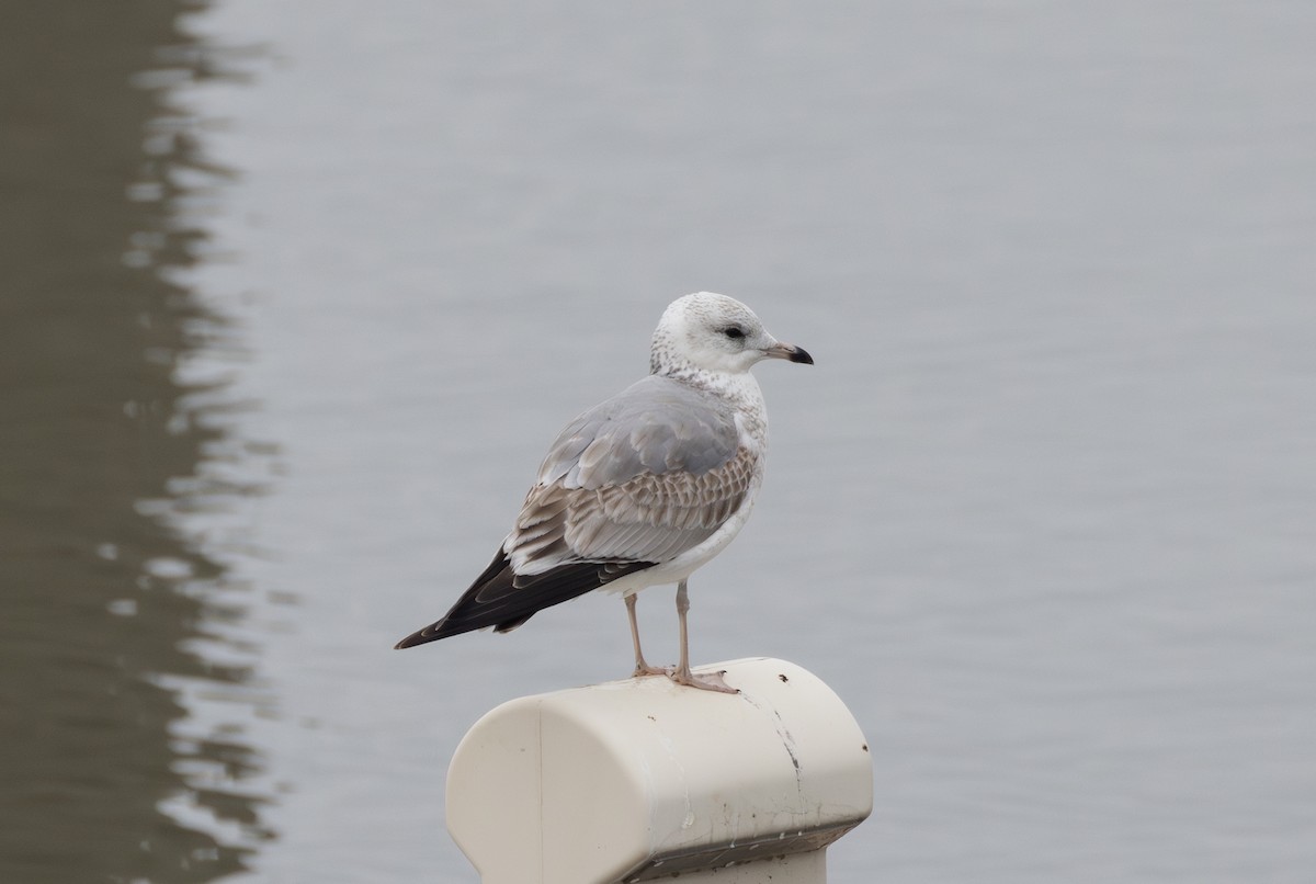 Common Gull - ML642850056