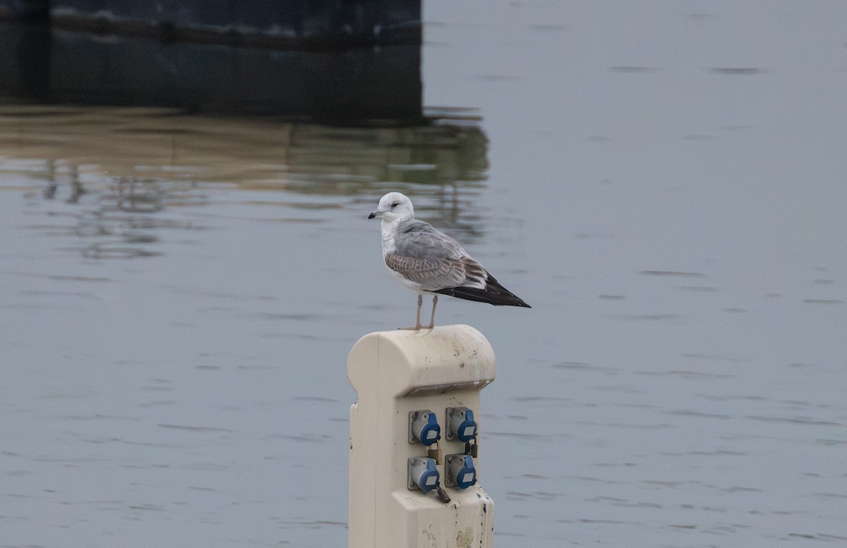 Common Gull - ML642850057