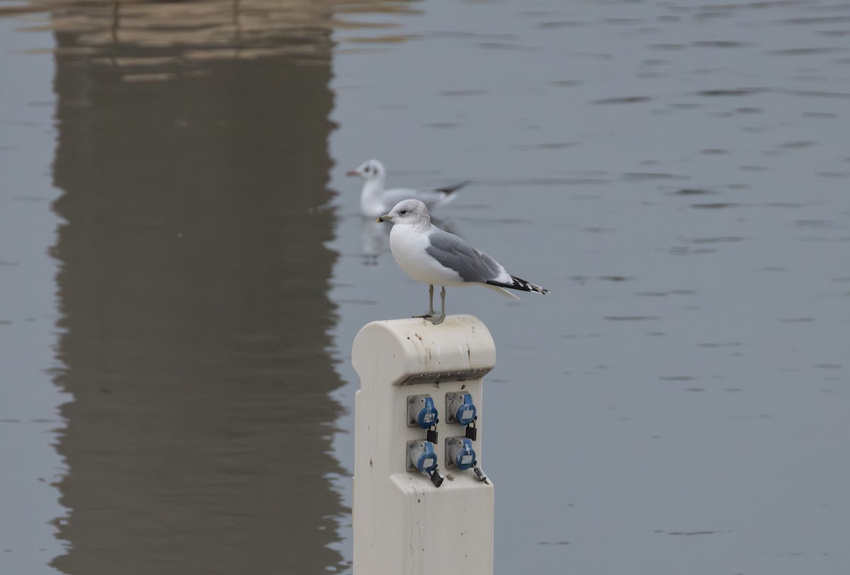 Common Gull - ML642850058