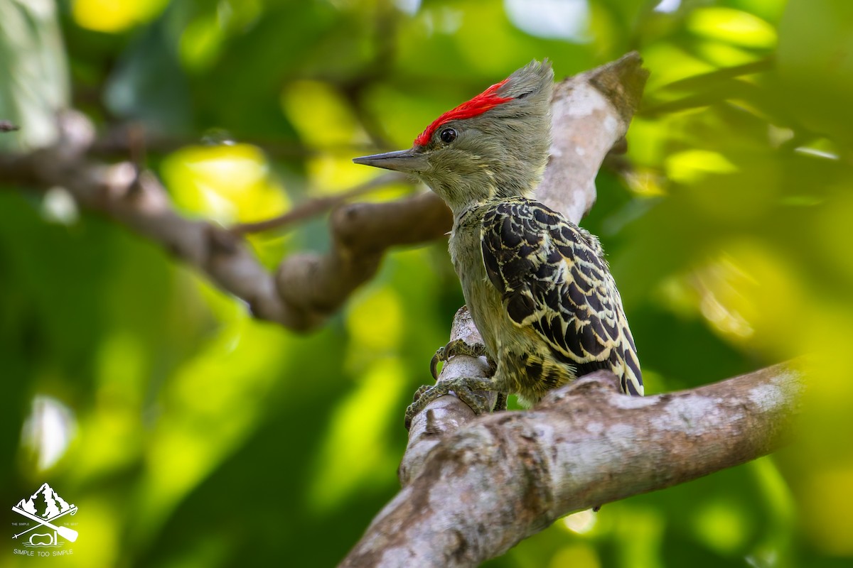 Gray-and-buff Woodpecker - ML642850059