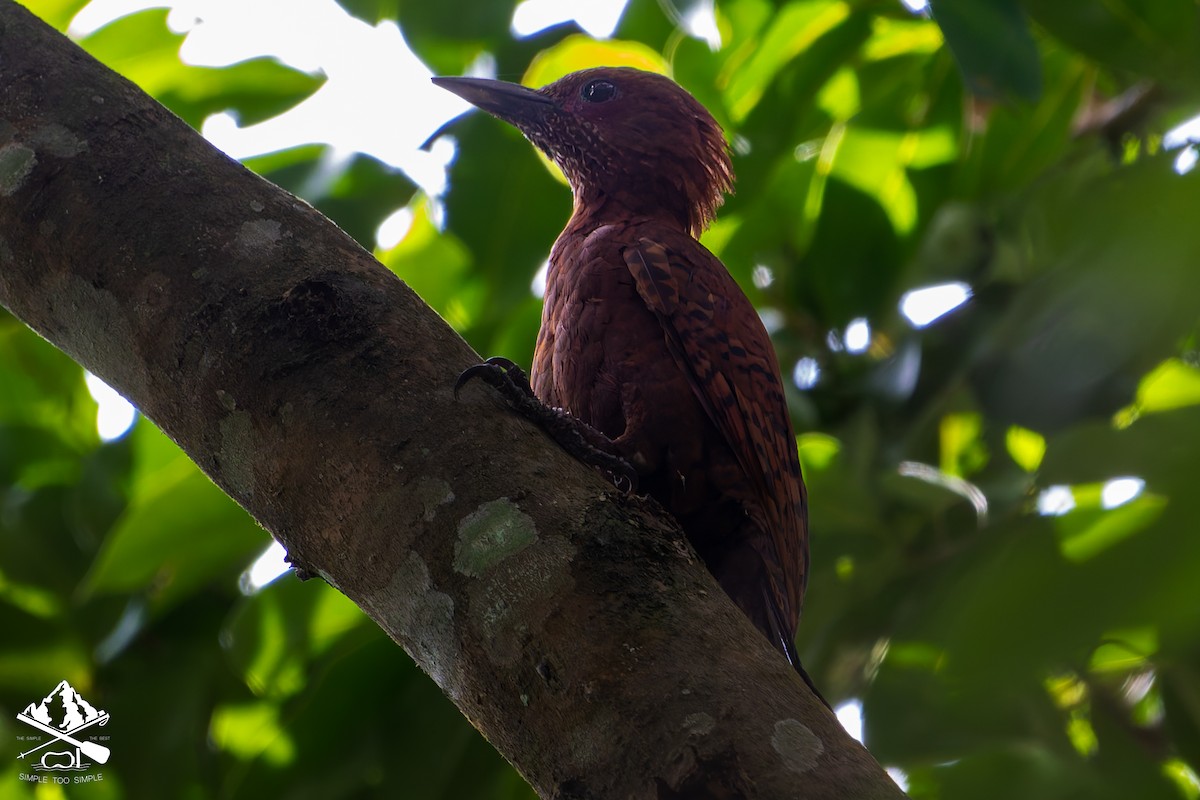 Maroon Woodpecker - ML642850062