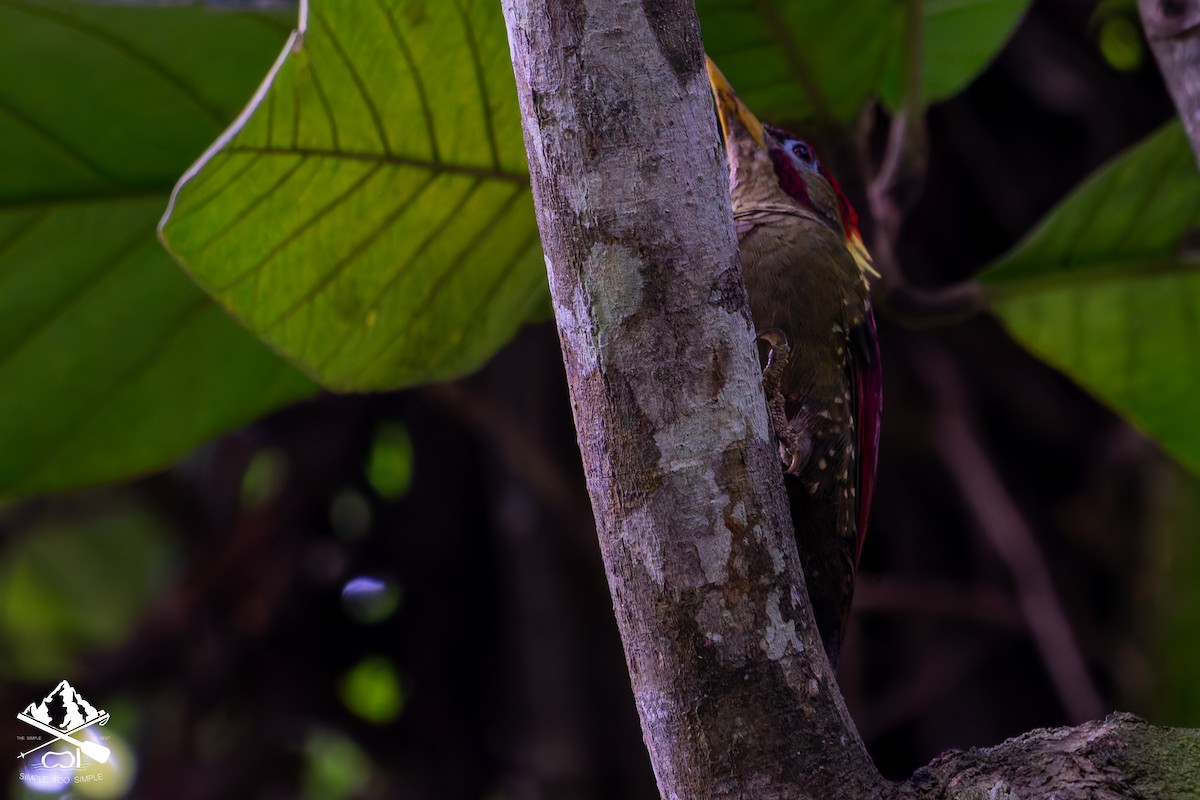 Crimson-winged Woodpecker - ML642850065