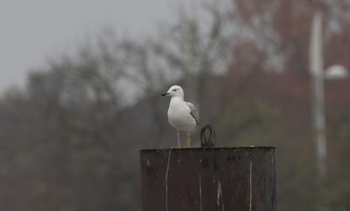 Caspian Gull - ML642850066