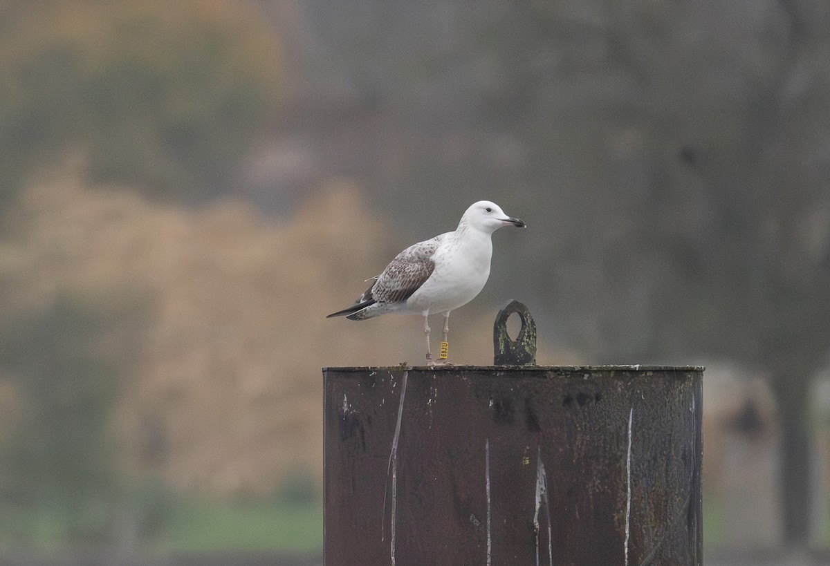 Caspian Gull - ML642850067