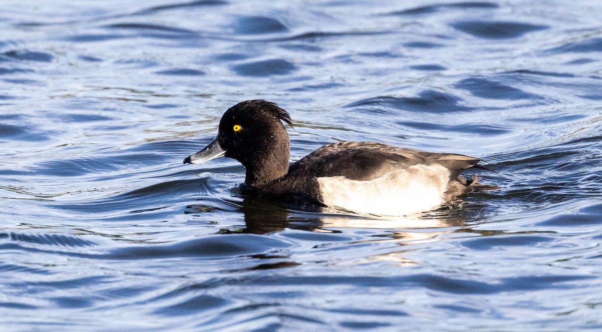 Tufted Duck - ML642850069
