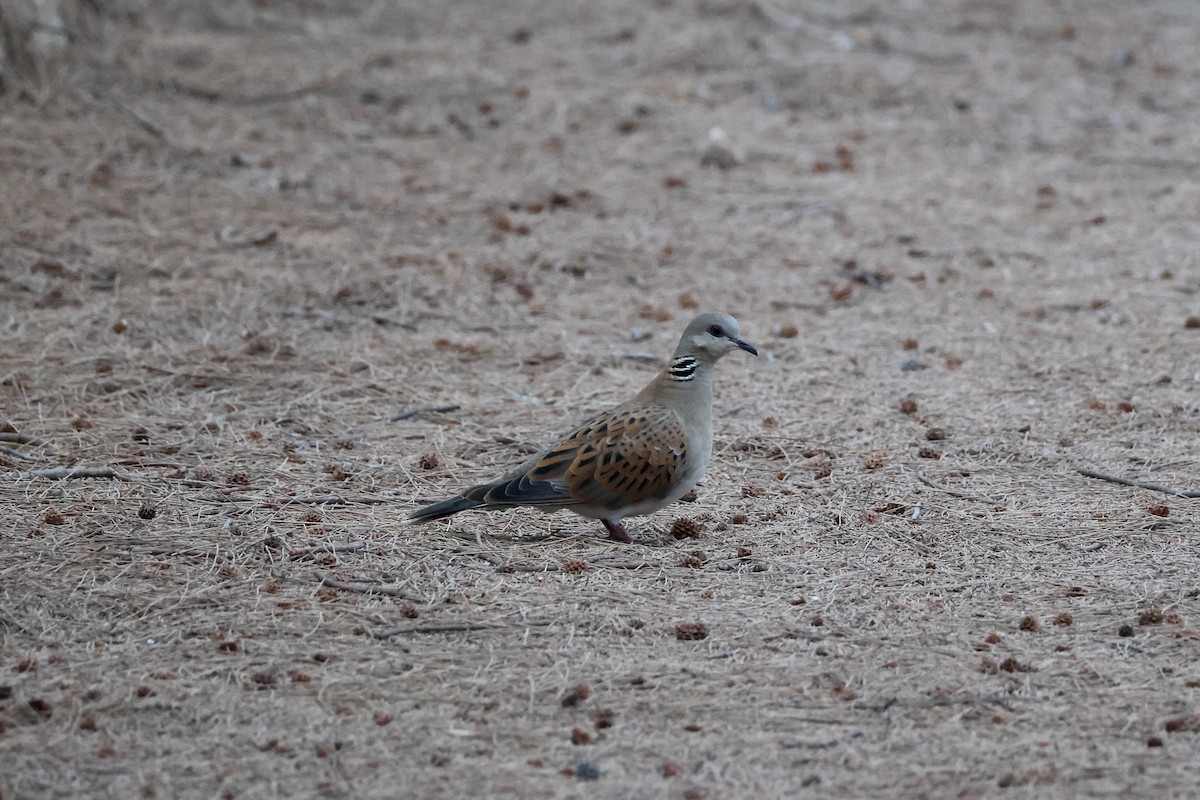 European Turtle-Dove - ML642850072