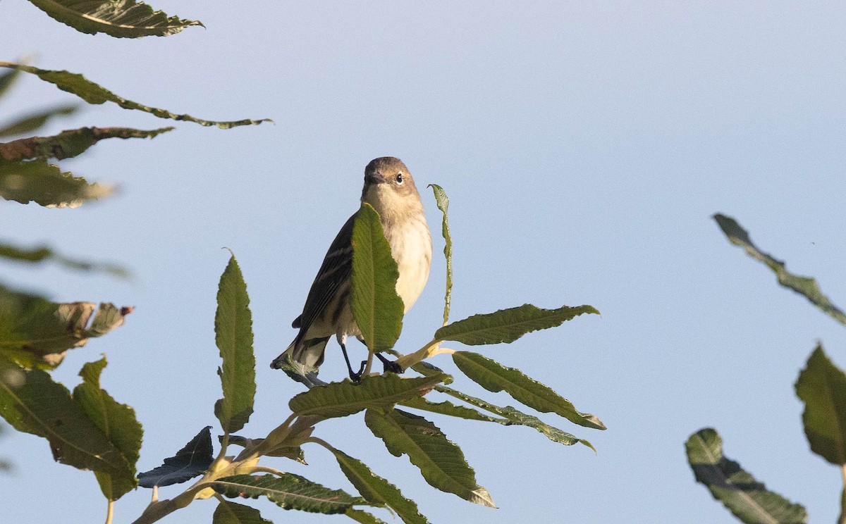 myrteparula (coronata) - ML642850105