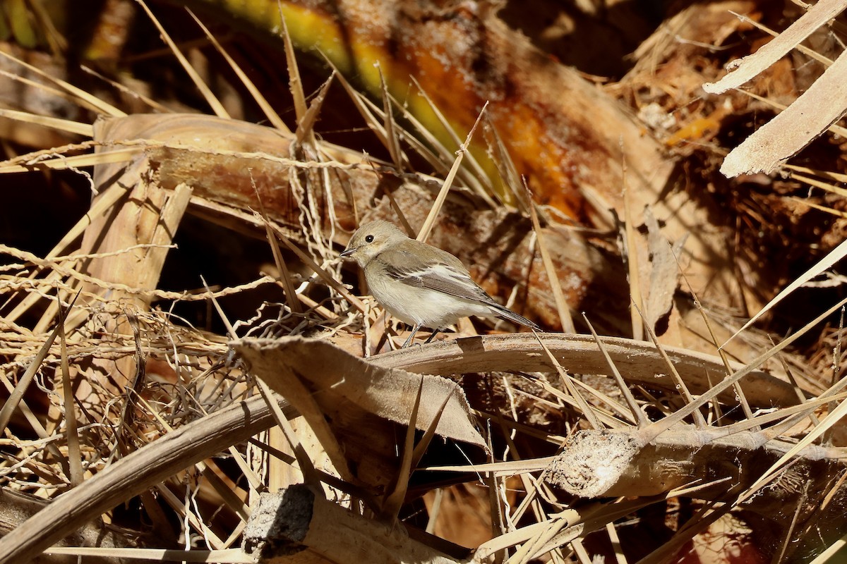 European Pied Flycatcher - ML642850119