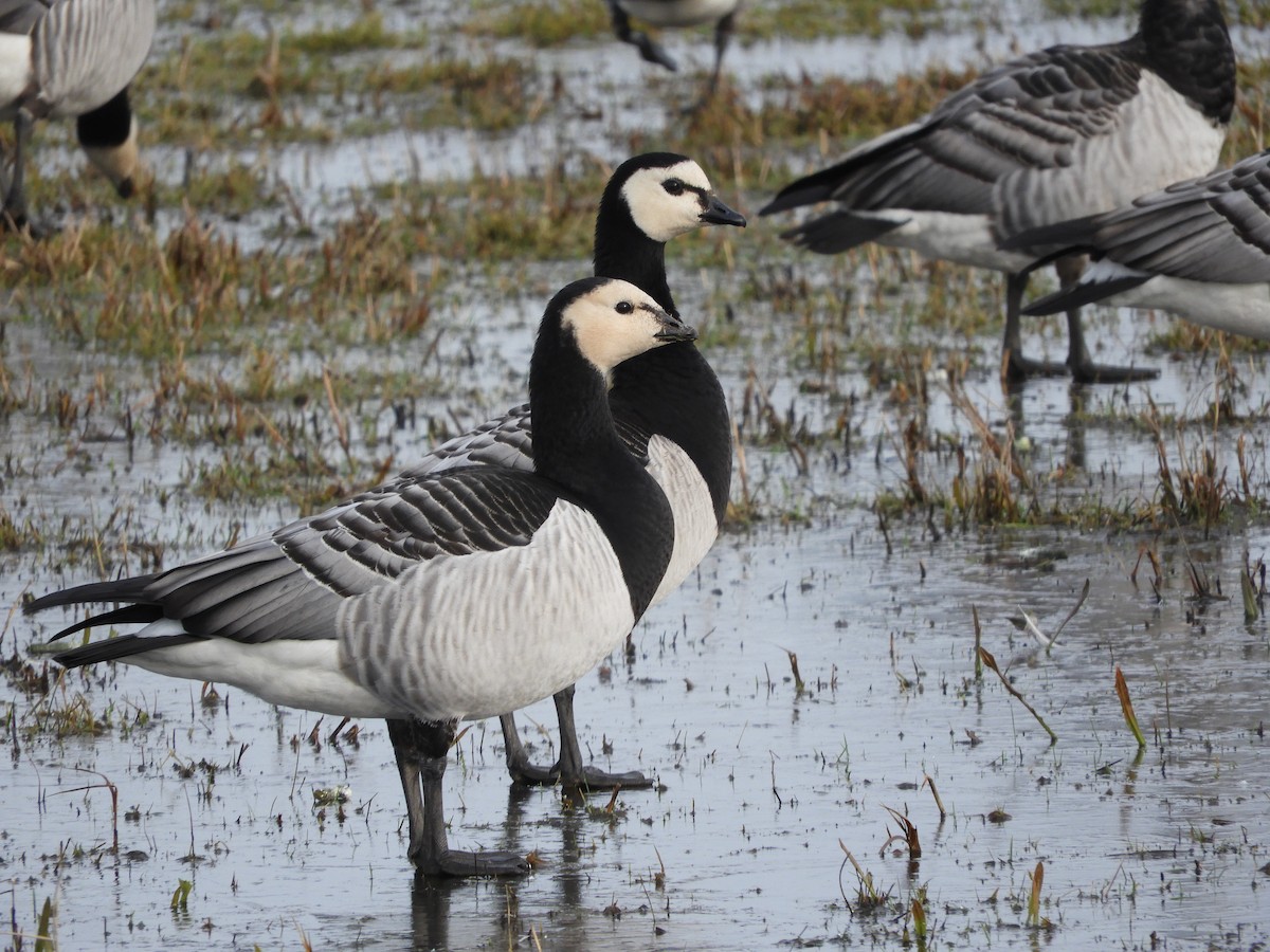 Barnacle Goose - ML642850122