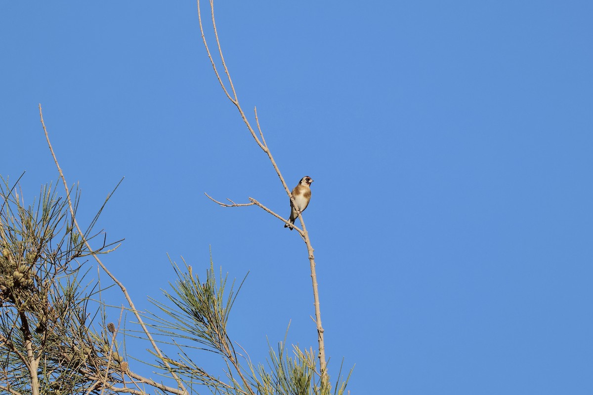 European Goldfinch - ML642850125