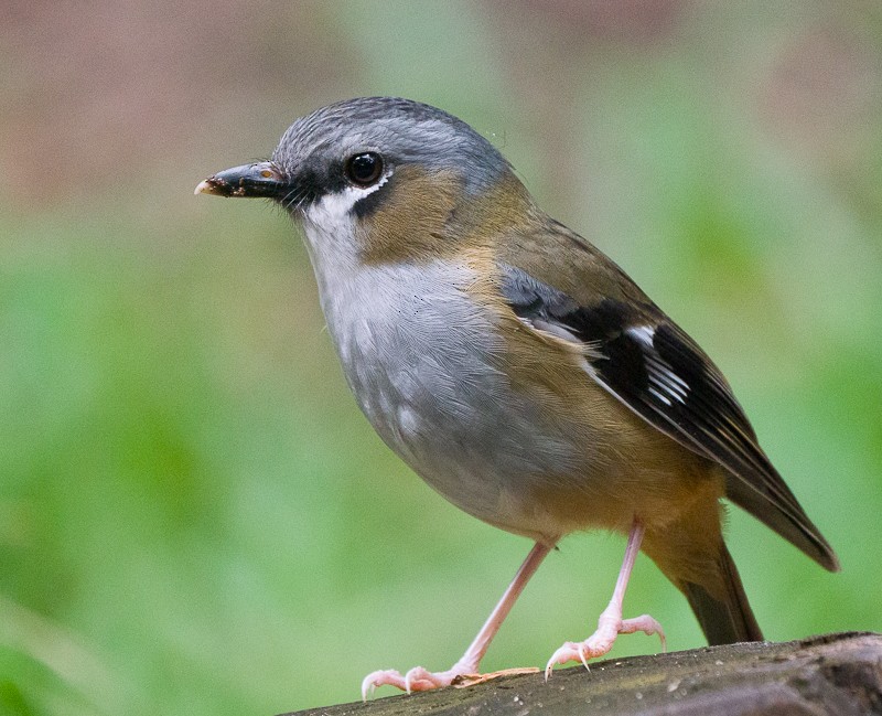 Gray-headed Robin - ML642850127