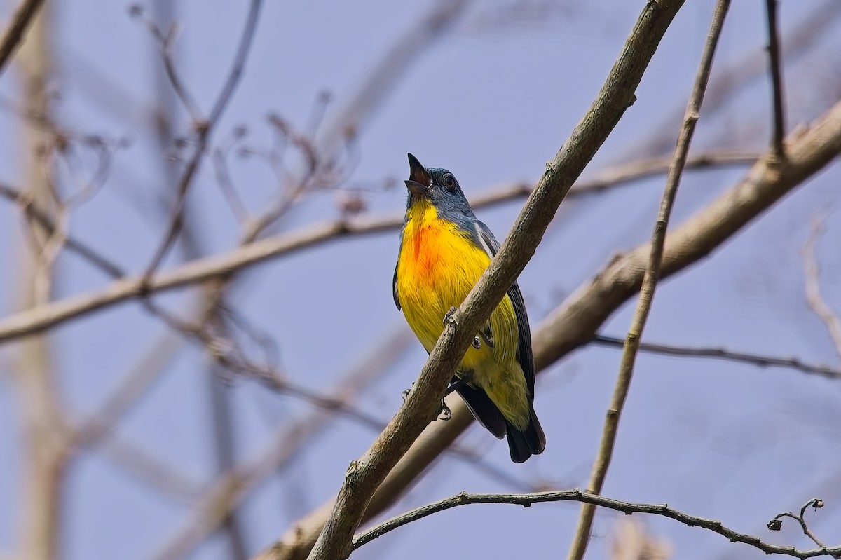 Yellow-rumped Flowerpecker - ML642850130