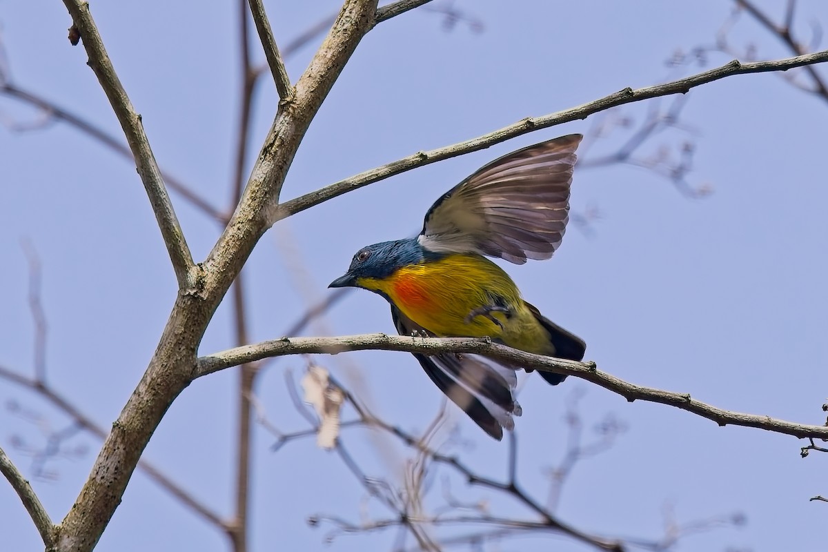 Yellow-rumped Flowerpecker - ML642850131