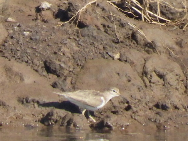 Common Sandpiper - ML642850132