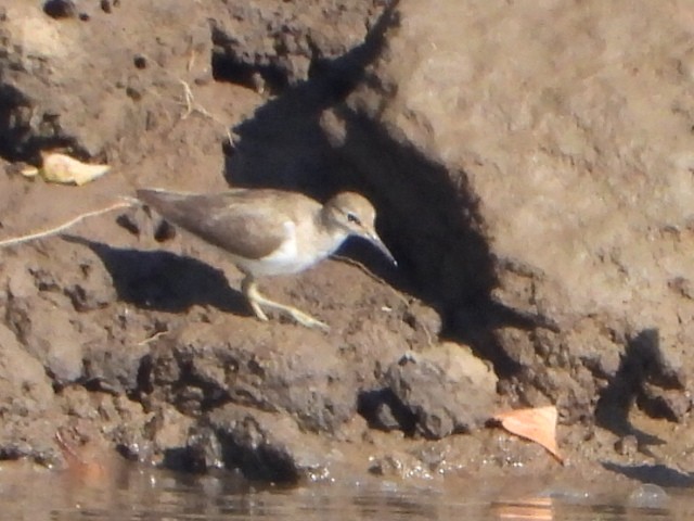 Common Sandpiper - ML642850133