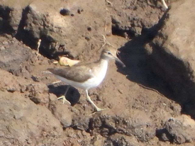 Common Sandpiper - ML642850134