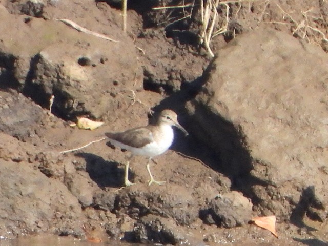 Common Sandpiper - ML642850135