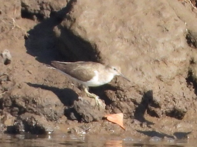Common Sandpiper - ML642850137