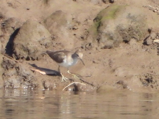 Common Sandpiper - ML642850138