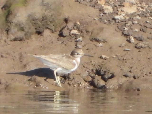 Common Sandpiper - ML642850139