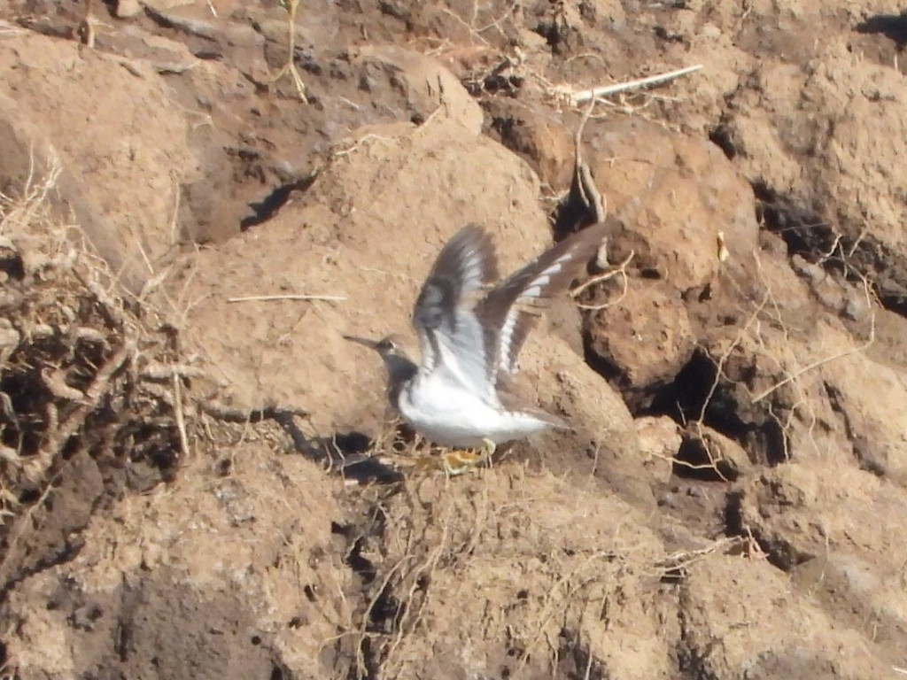 Common Sandpiper - ML642850140