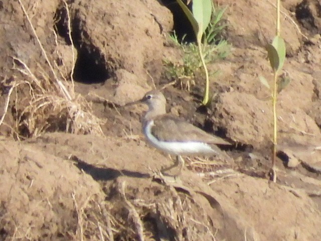 Common Sandpiper - ML642850141
