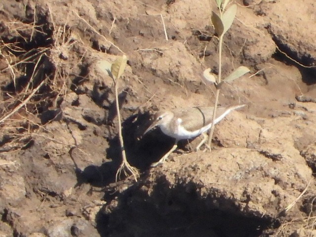 Common Sandpiper - ML642850142
