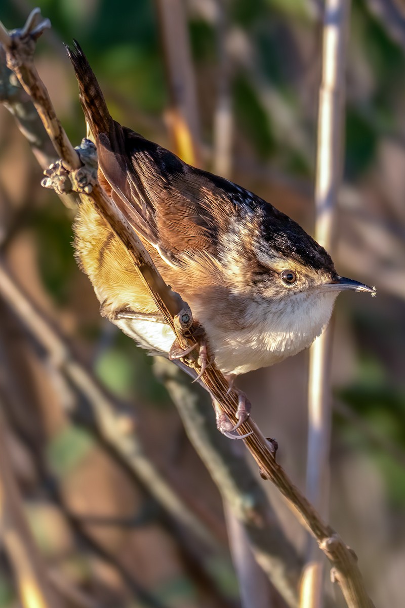 Marsh Wren - ML642850143