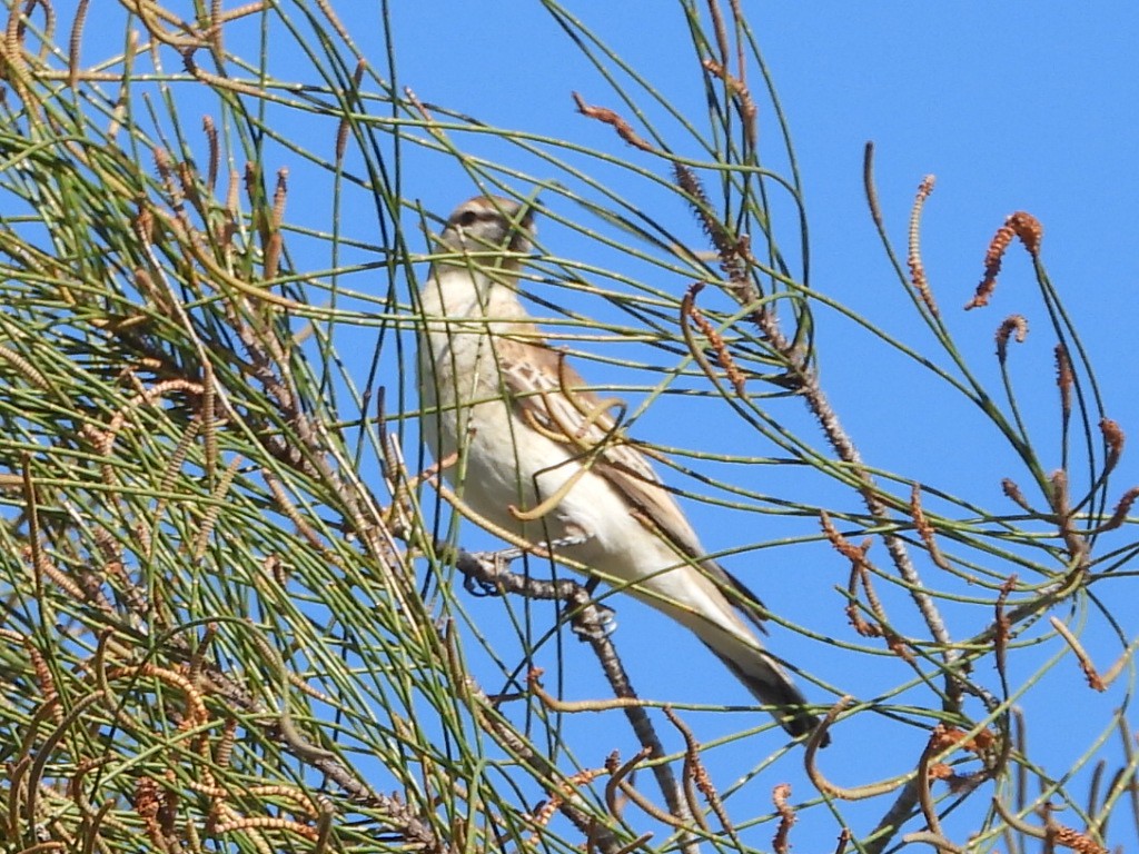 White-winged Triller - ML642850145