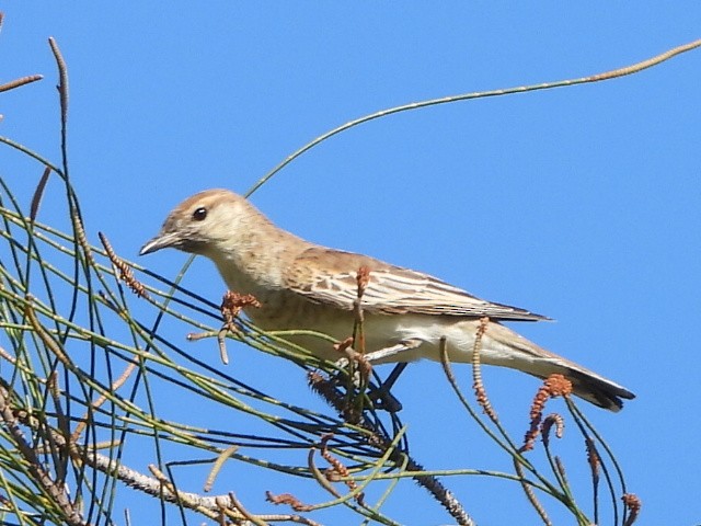 White-winged Triller - ML642850146