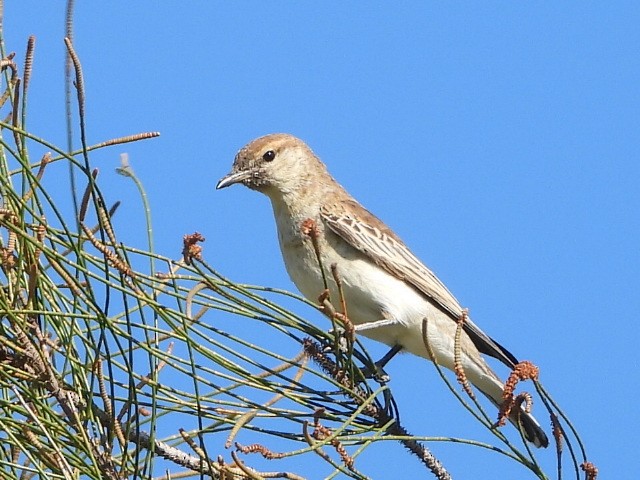 White-winged Triller - ML642850147