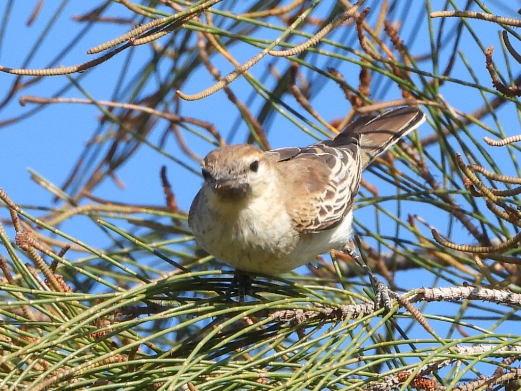 White-winged Triller - ML642850148