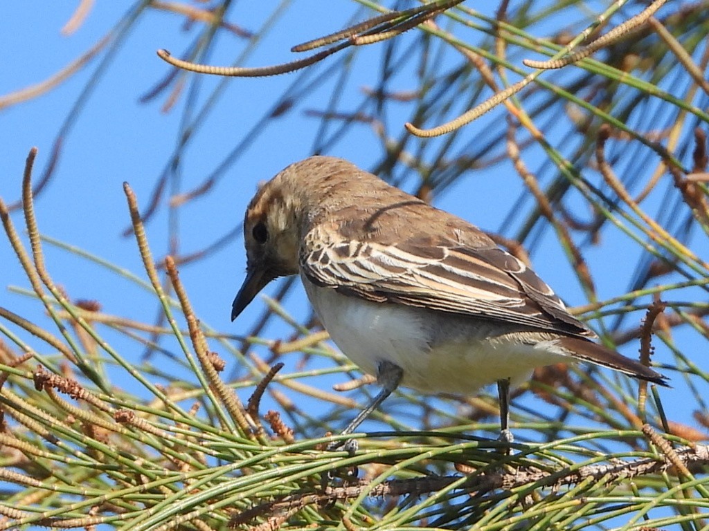 White-winged Triller - ML642850149