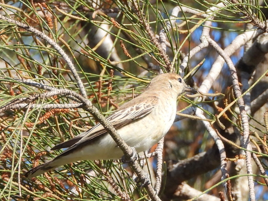 White-winged Triller - ML642850150