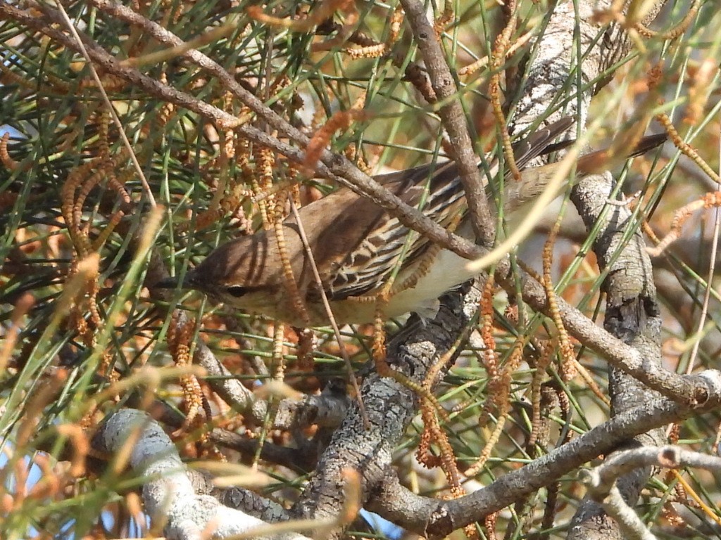 White-winged Triller - ML642850151