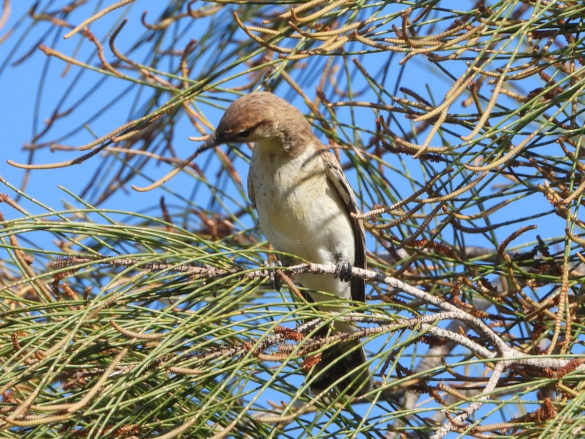 White-winged Triller - ML642850152