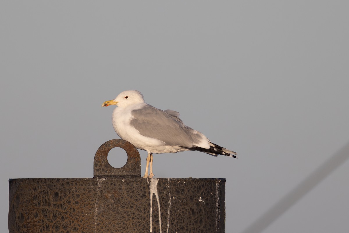 Caspian Gull - ML642850153