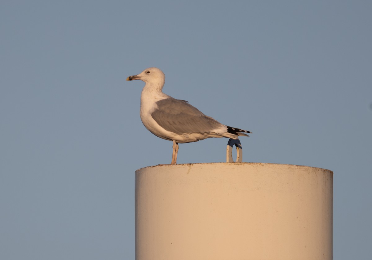 Caspian Gull - ML642850155