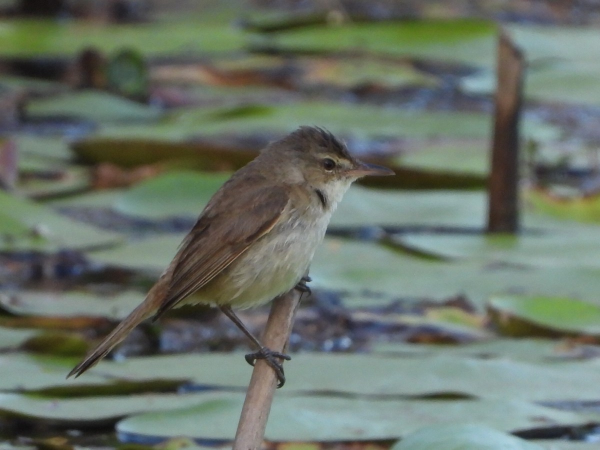 Australian Reed Warbler - ML642850170